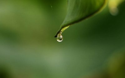Micro-station d’épuration : les avantages