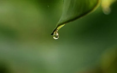 Micro-station d’épuration : les avantages